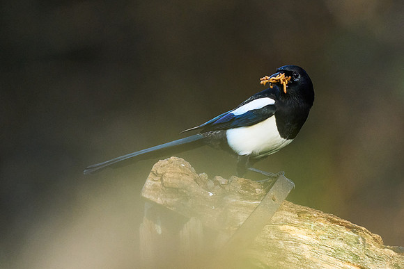2025-11-17 09.33.06 (DSC08198)