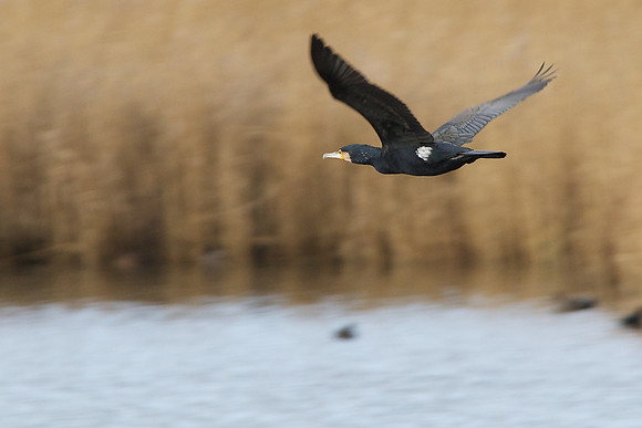 Bird in Flight