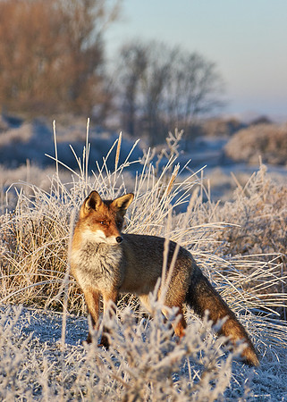 2022 TP03 Wildlife indiginous to UK - 2016-12-04 09.34.32