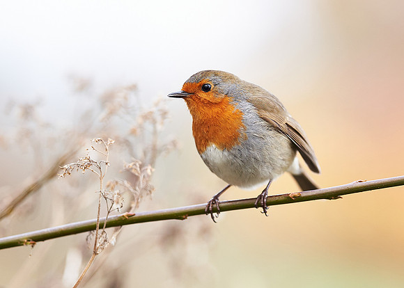 2022 TP03 Wildlife indiginous to UK - 2020-12-06 15.41.49