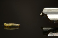 2020-04-08 at 08-20-31