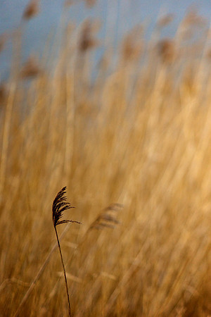 Reeds